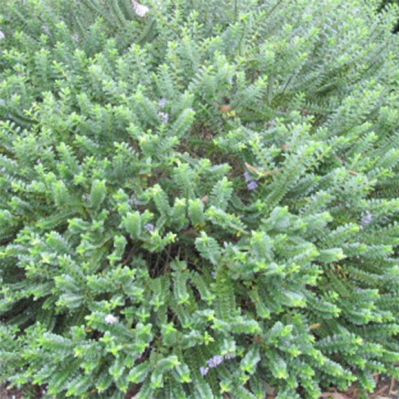 Hebe Cobb Valley (Foliage)