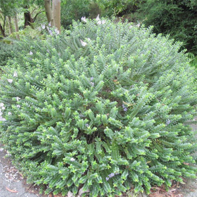 Hebe Cobb Valley (Plant habit)