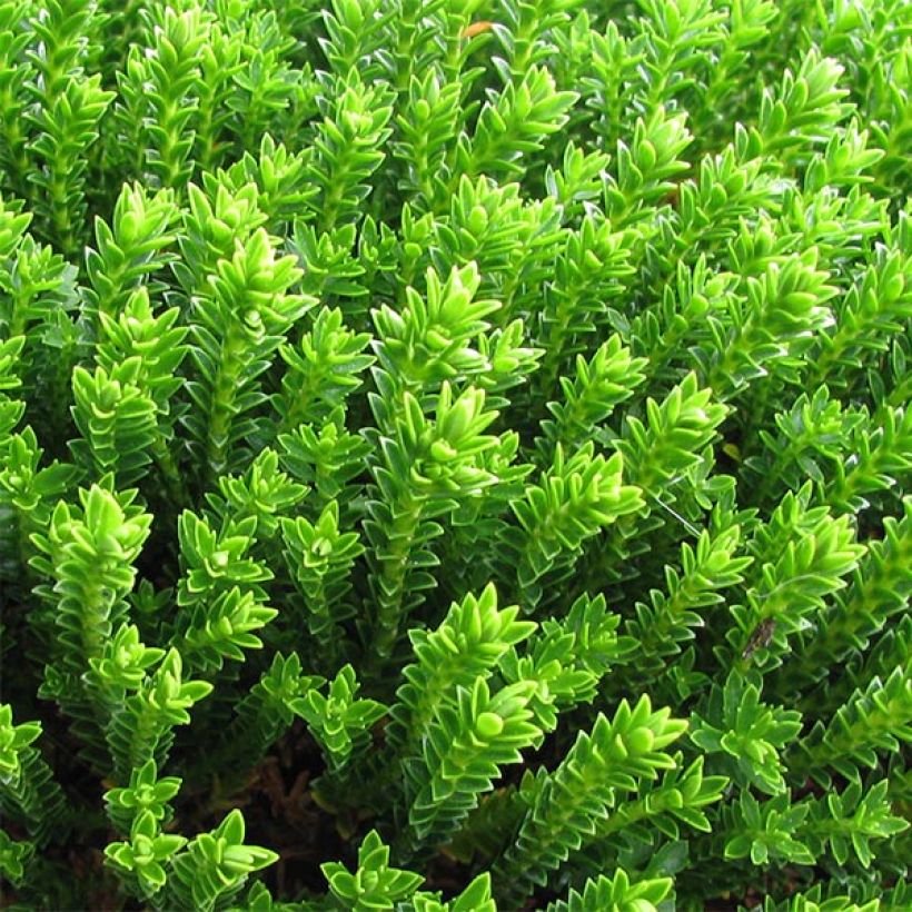 Hebe Emerald Green (Foliage)