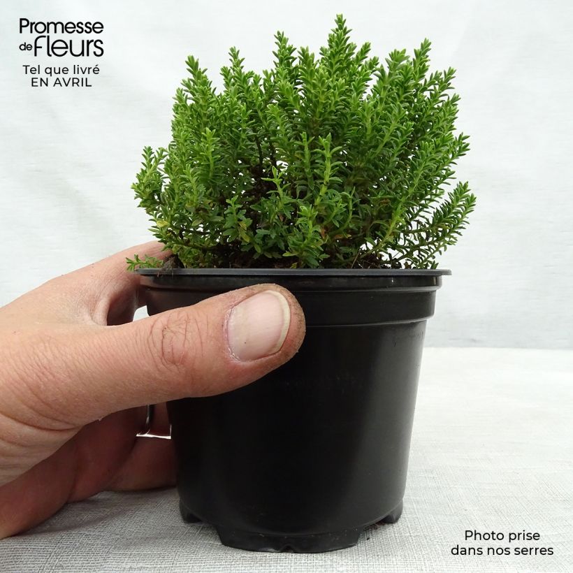 Hebe Emerald Green 2L/3L pot sample as delivered in spring