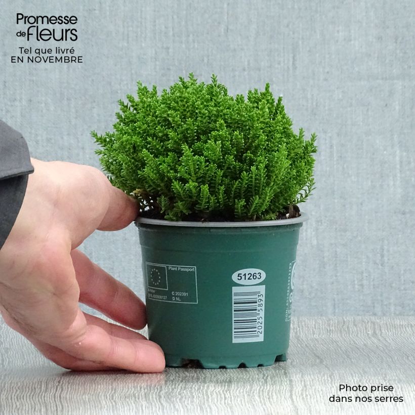 Hebe Emerald Green 2L/3L pot sample as delivered in autumn