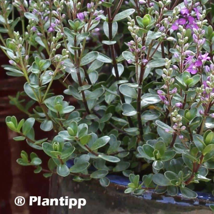 Hebe Garden Beauty Purple (Foliage)