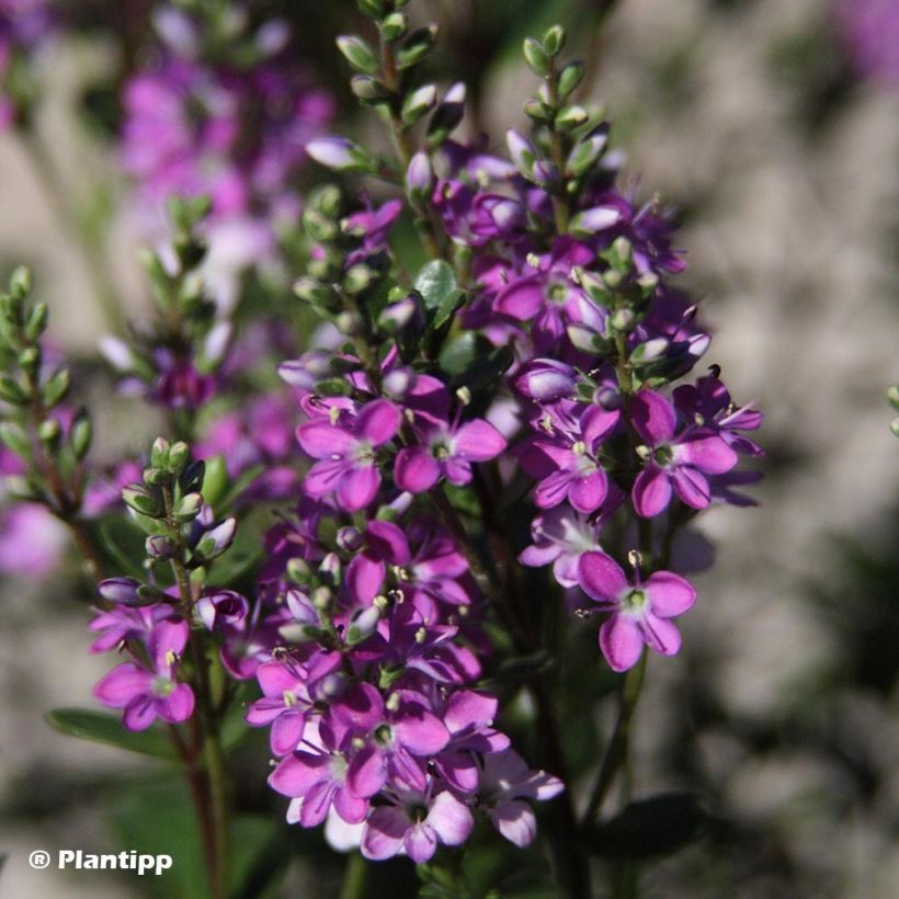 Hebe Garden Beauty Purple (Flowering)