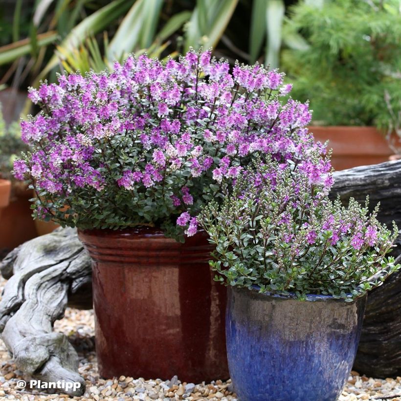 Hebe Garden Beauty Purple (Plant habit)