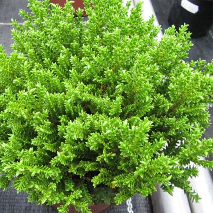 Hebe Green Globe (Foliage)