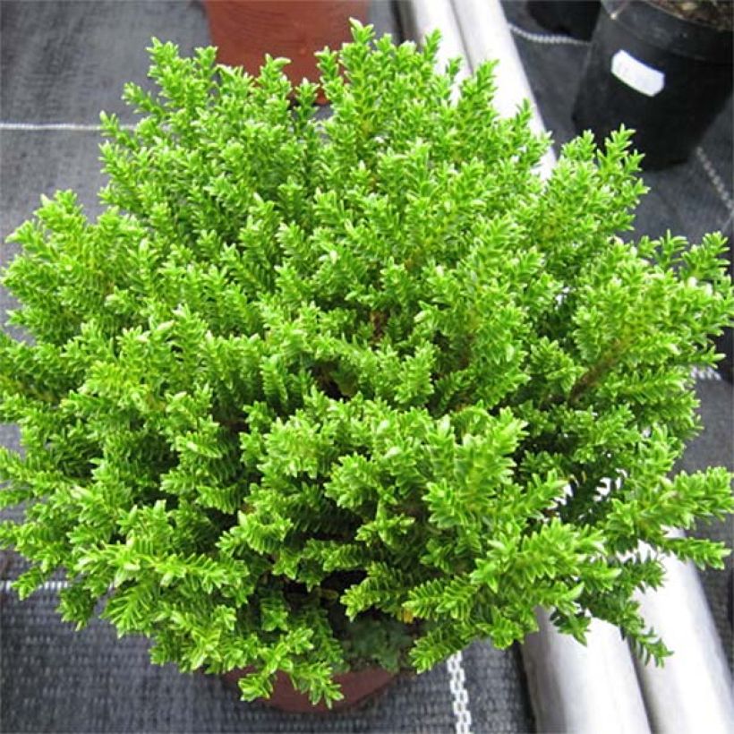 Hebe Green Globe (Plant habit)