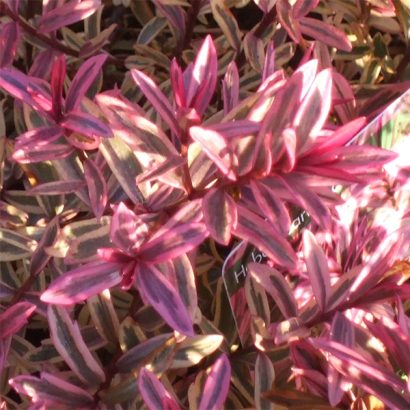 Hebe Heartbreaker (Foliage)