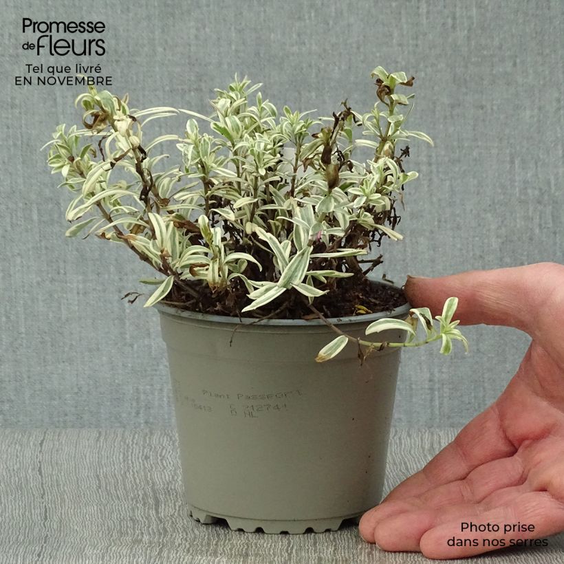Hebe Heartbreaker 1L/1.5L pot sample as delivered in autumn