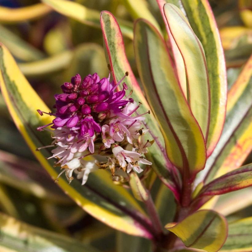 Hebe Jewel of the Nile (Flowering)