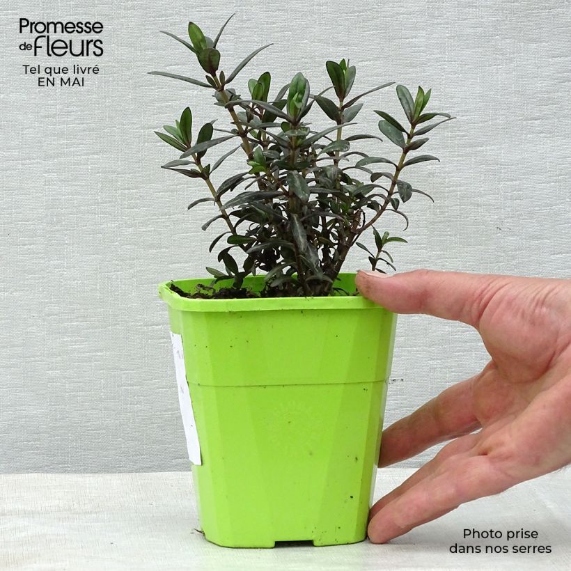 Hebe Joan Mac 1L/1.5L pot sample as delivered in spring