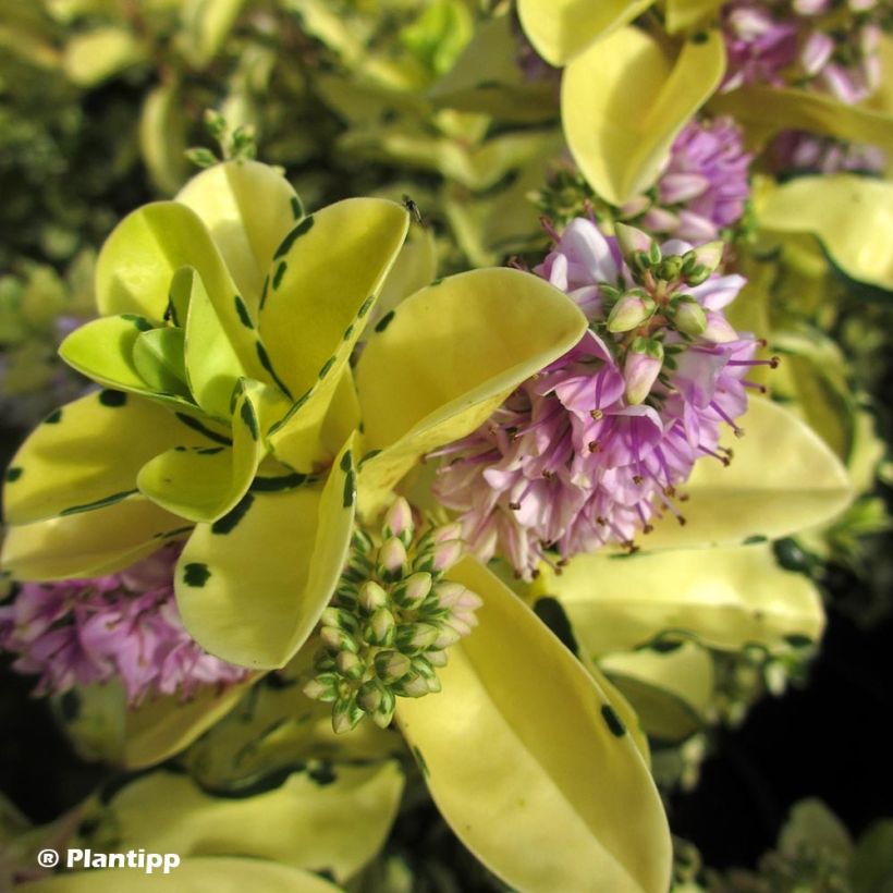 Hebe Leopard Spot (Flowering)