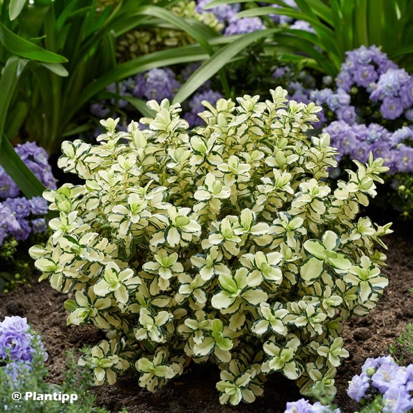 Hebe Leopard Spot (Plant habit)