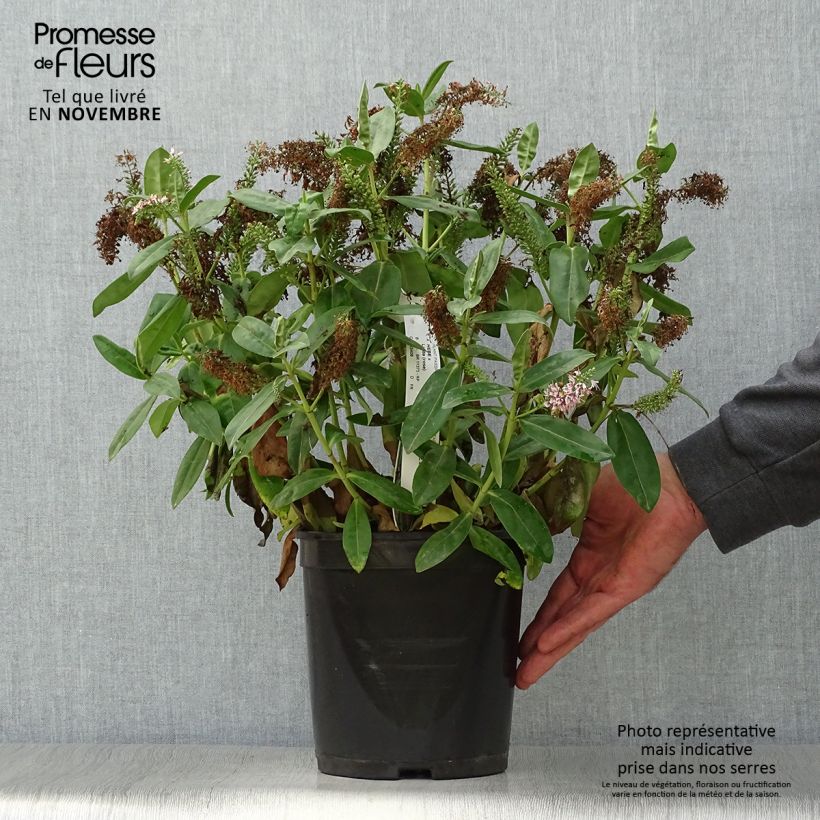 Hebe addenda Linda 3L/4L pot sample as delivered in autumn