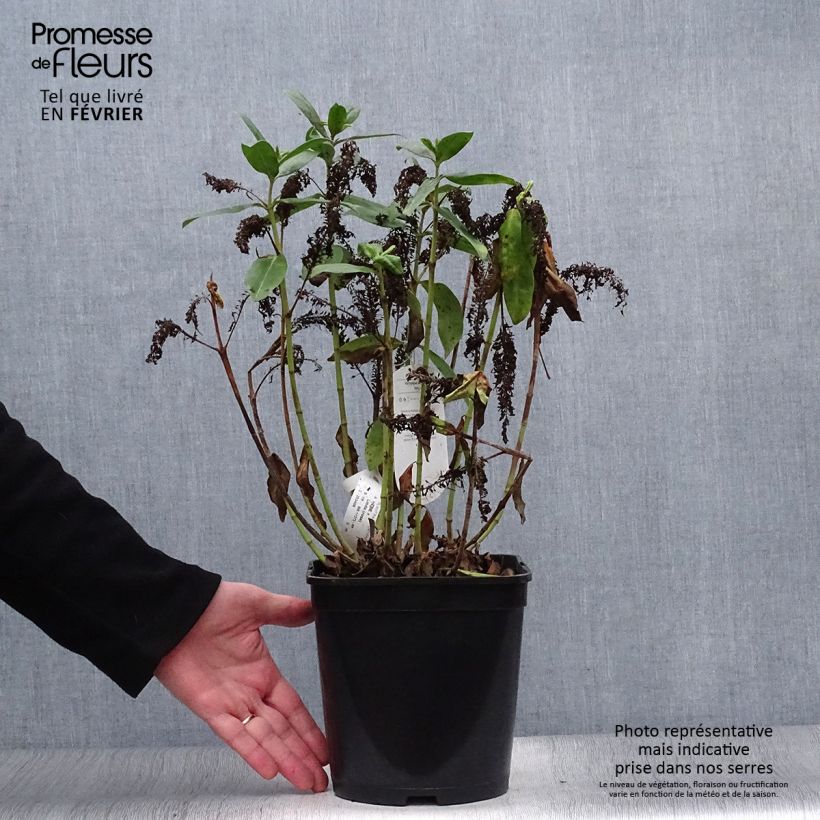 Hebe addenda Linda 3L/4L pot sample as delivered in winter