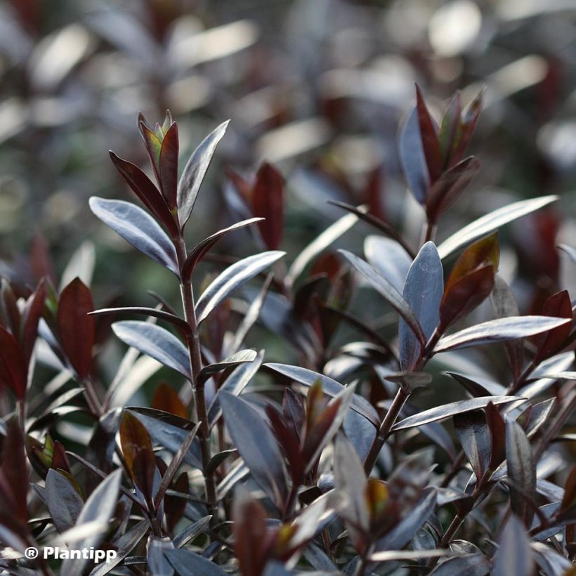 Hebe Midnight Sky (Foliage)