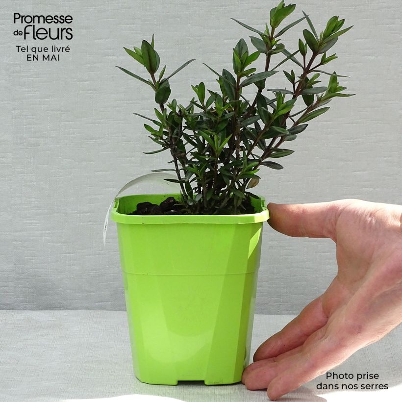 Hebe Midnight Sky 1.5L/2L pot sample as delivered in spring