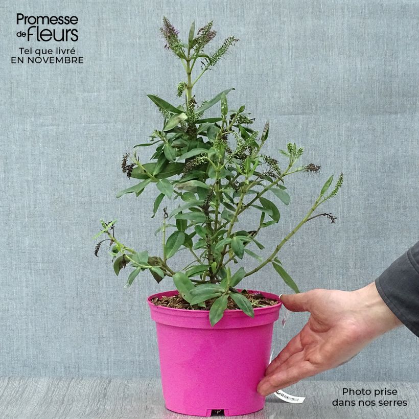 Hebe Ouessant 2L/3L pot sample as delivered in autumn