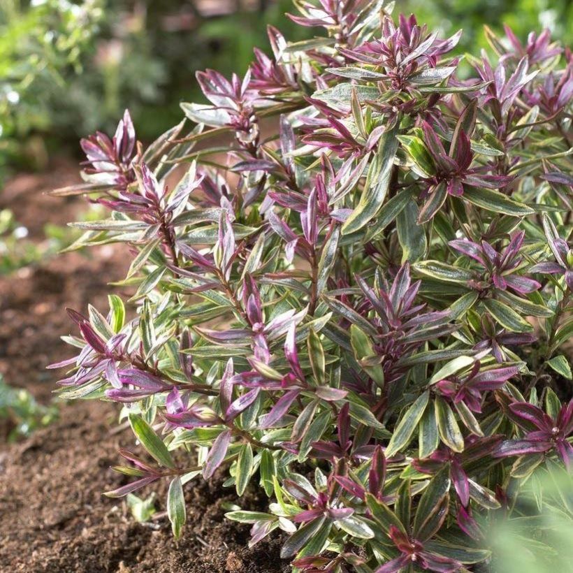Hebe Purple Shamrock Neprock (Plant habit)