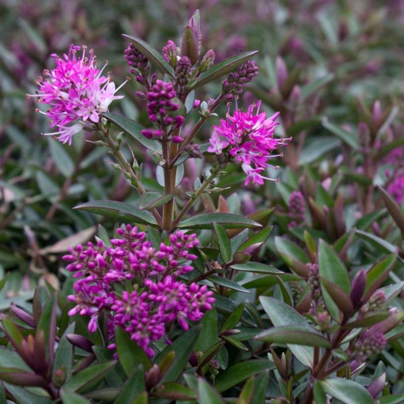 Hebe Raspberry Ripple (Flowering)