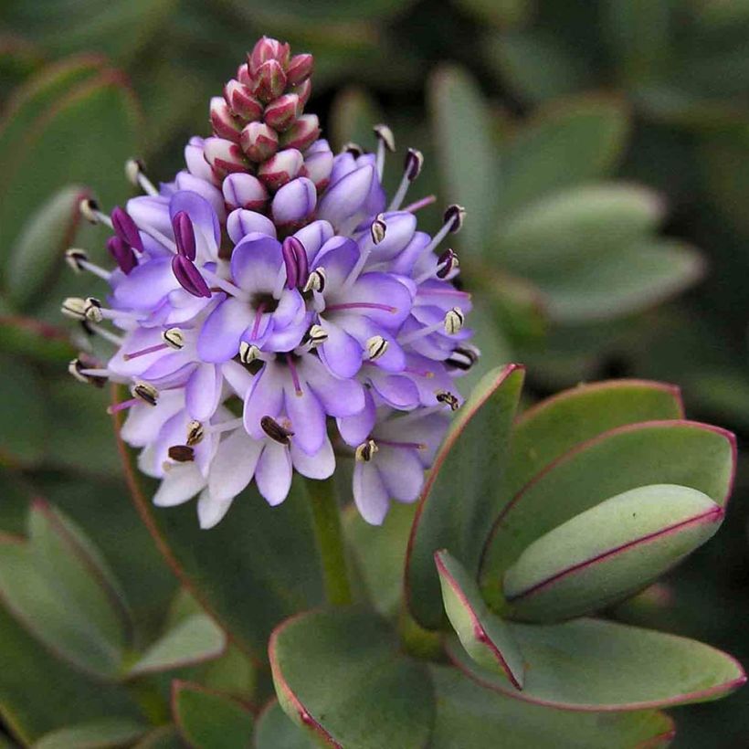 Hebe albicans Red Edge (Flowering)