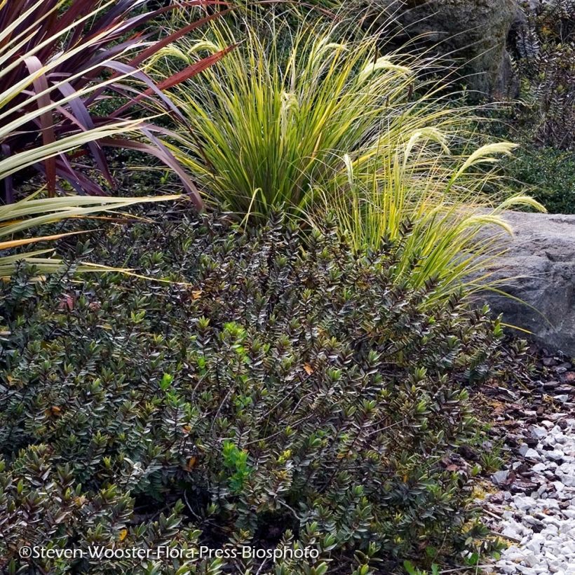 Hebe albicans Red Edge (Plant habit)