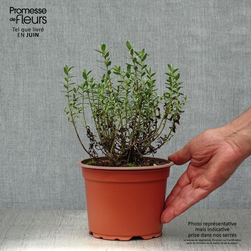 Hebe albicans Red Edge 2L/3L pot sample as delivered in summer