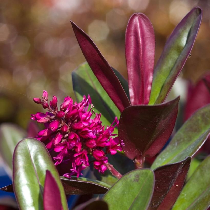 Hebe Santa Monica (Flowering)