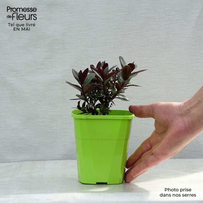 Hebe Santa Monica 1L/1.5L pot sample as delivered in spring