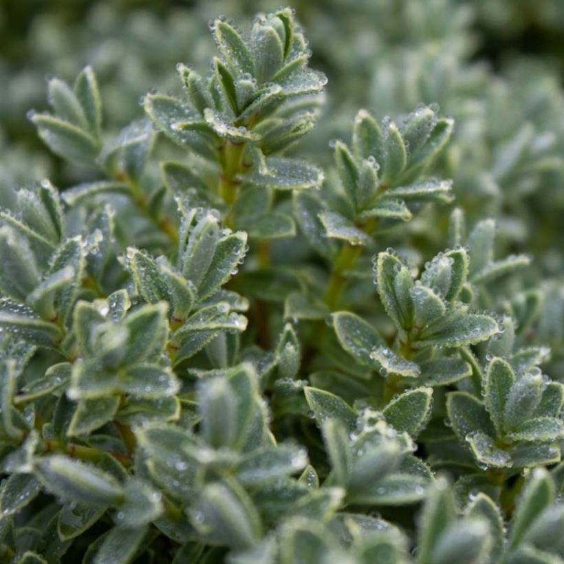 Hebe pinguifolia Sutherlandii (Foliage)