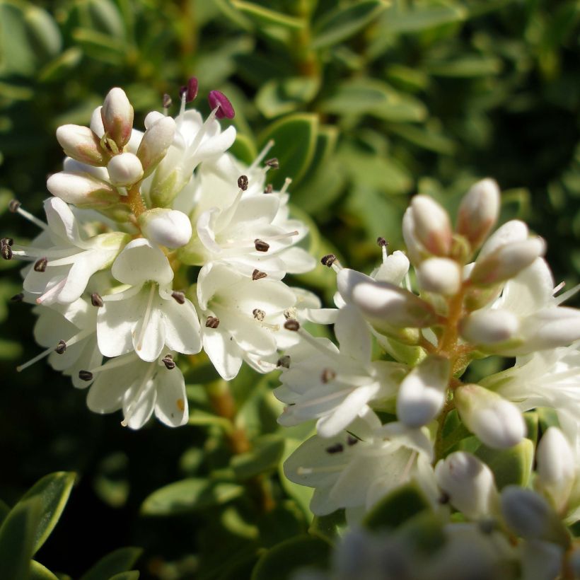 Hebe pinguifolia Sutherlandii (Flowering)