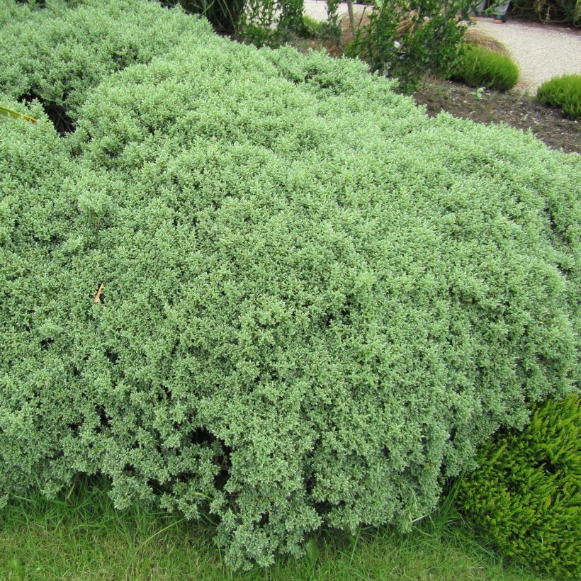Hebe pinguifolia Sutherlandii (Plant habit)