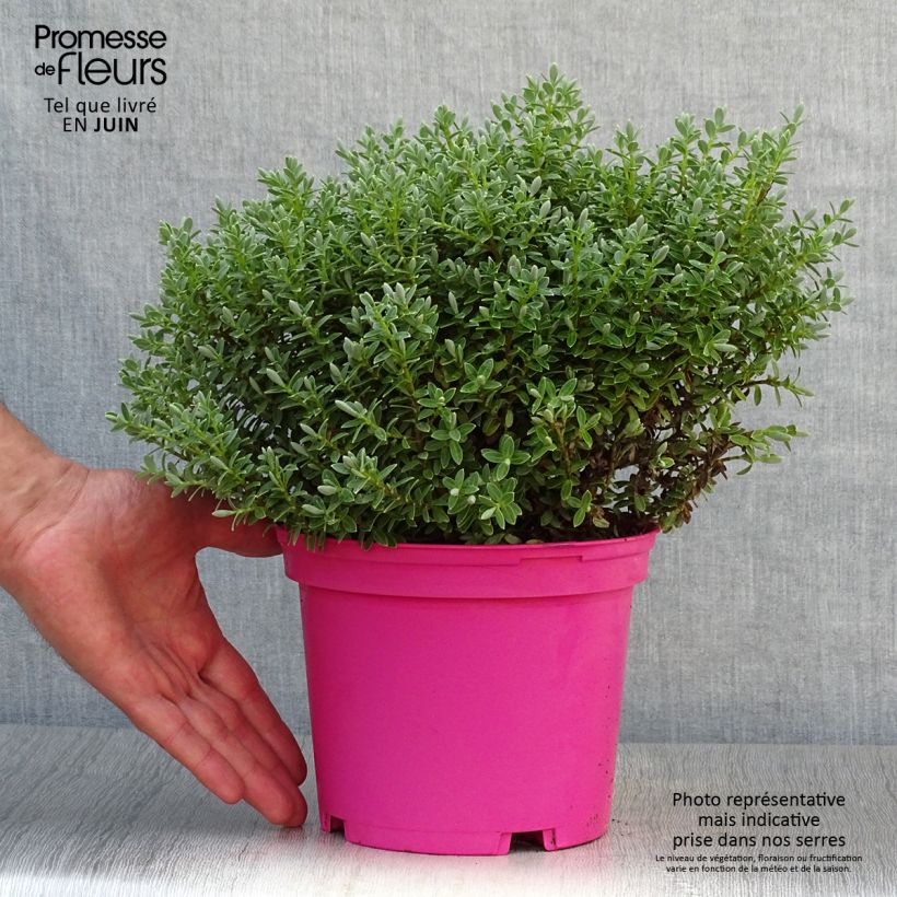 Hebe pinguifolia Sutherlandii 2L/3L pot sample as delivered in summer
