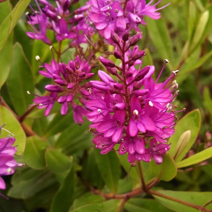 Hebe Wiri Charm (Flowering)