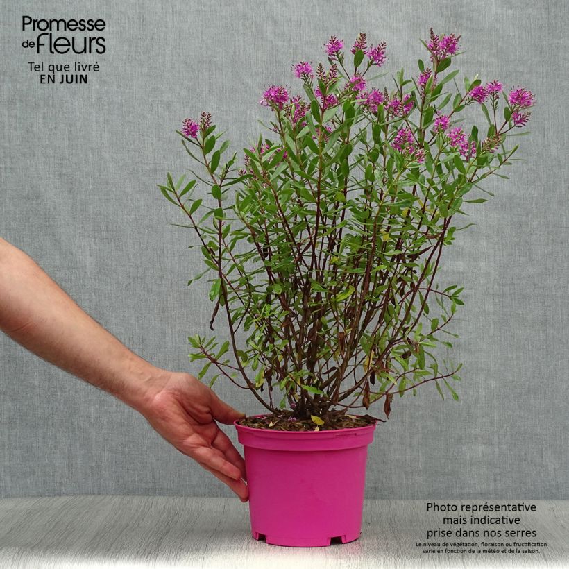 Hebe Wiri Charm 2L/3L pot sample as delivered in summer