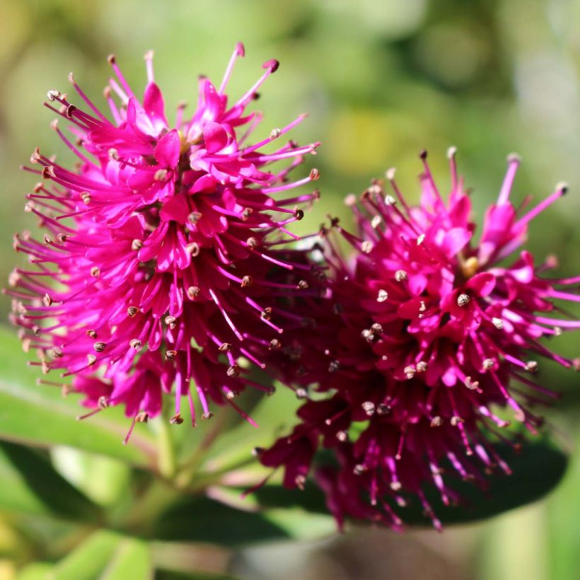 Hebe Wiri Image (Flowering)