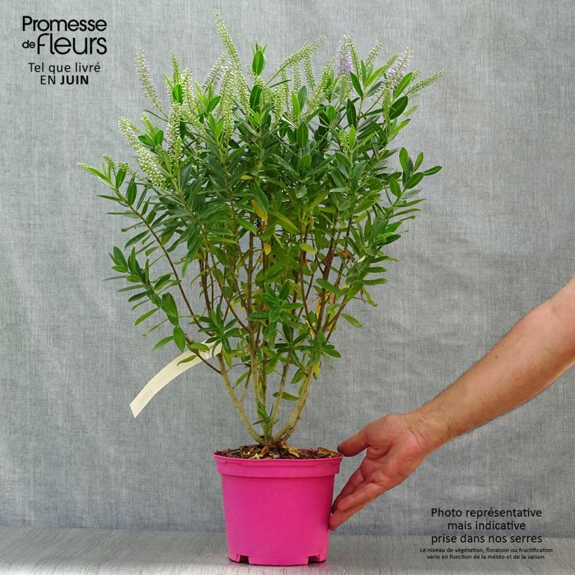 Hebe Wiri Image 2L/3L pot sample as delivered in summer