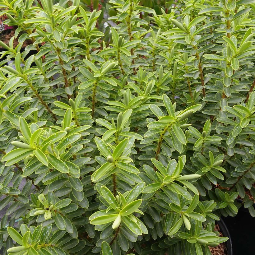 Hebe brachysiphon (Foliage)