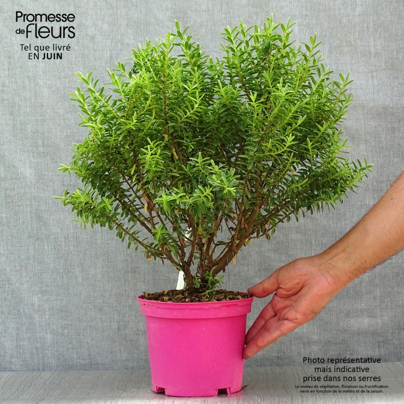 Hebe brachysiphon 2L/3L pot sample as delivered in summer