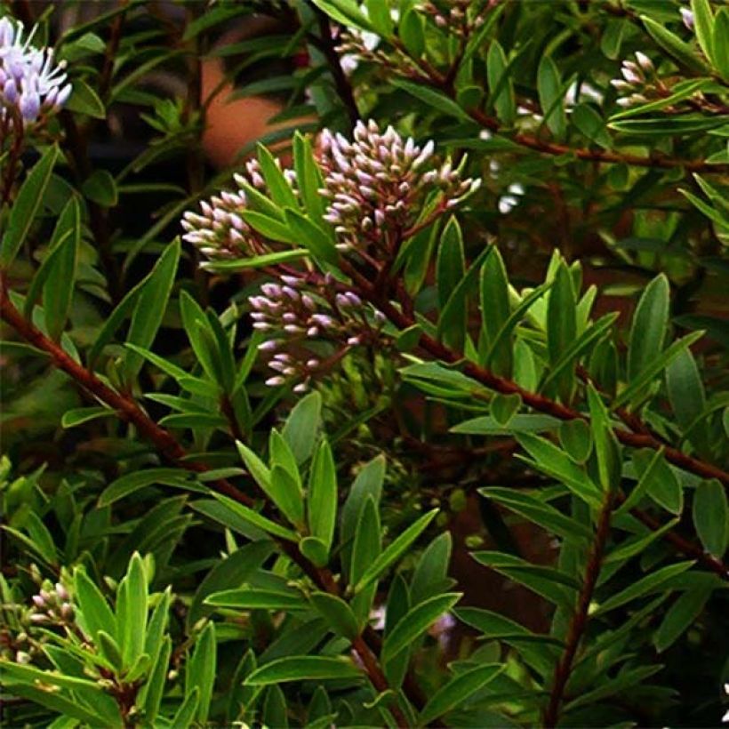 Hebe diosmifolia - Shrubby Veronica (Foliage)