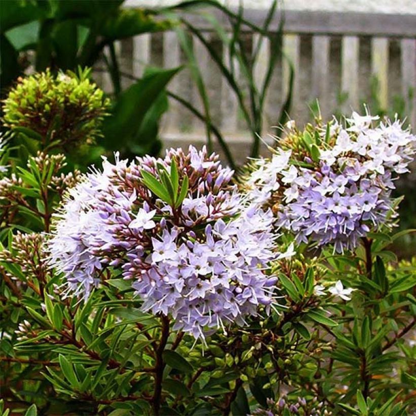 Hebe diosmifolia - Shrubby Veronica (Flowering)