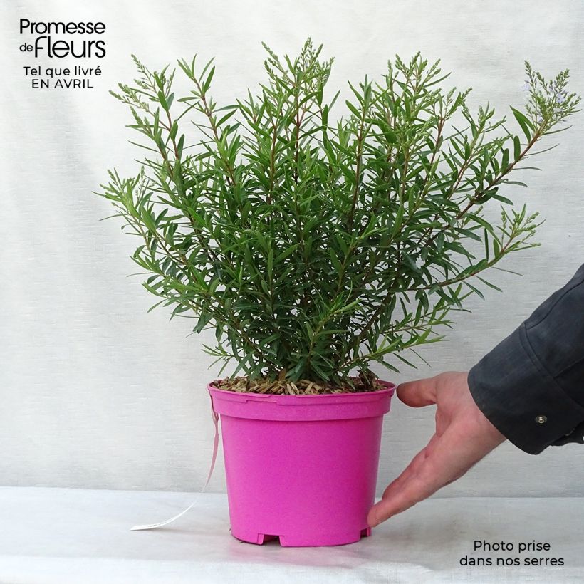 Hebe diosmifolia - Shrubby Veronica 2L/3L pot sample as delivered in spring