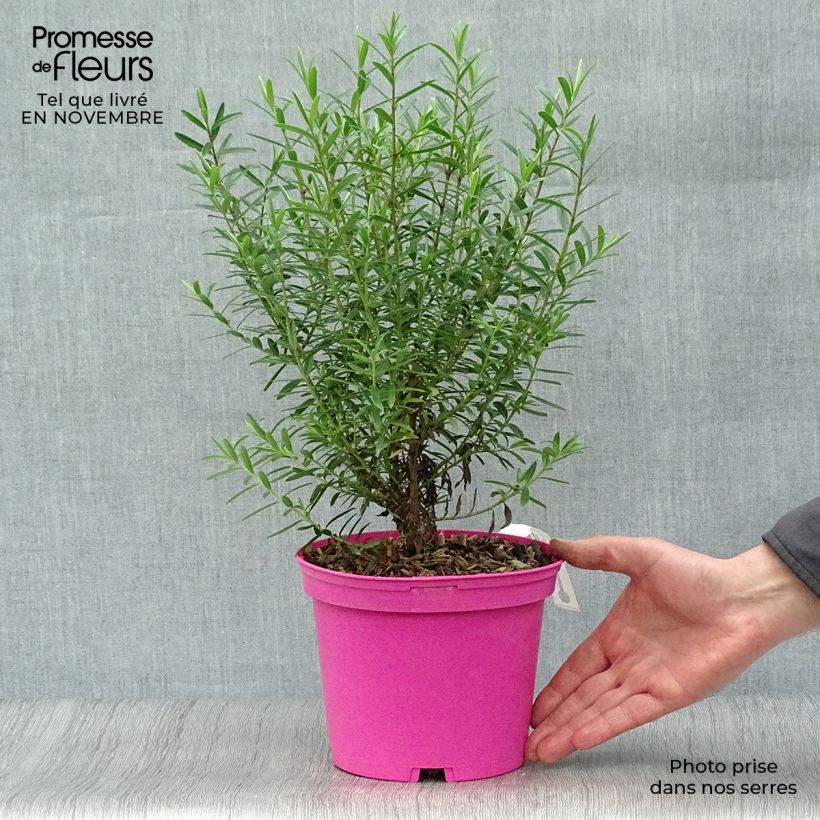 Hebe diosmifolia - Shrubby Veronica 3L/4L pot sample as delivered in autumn