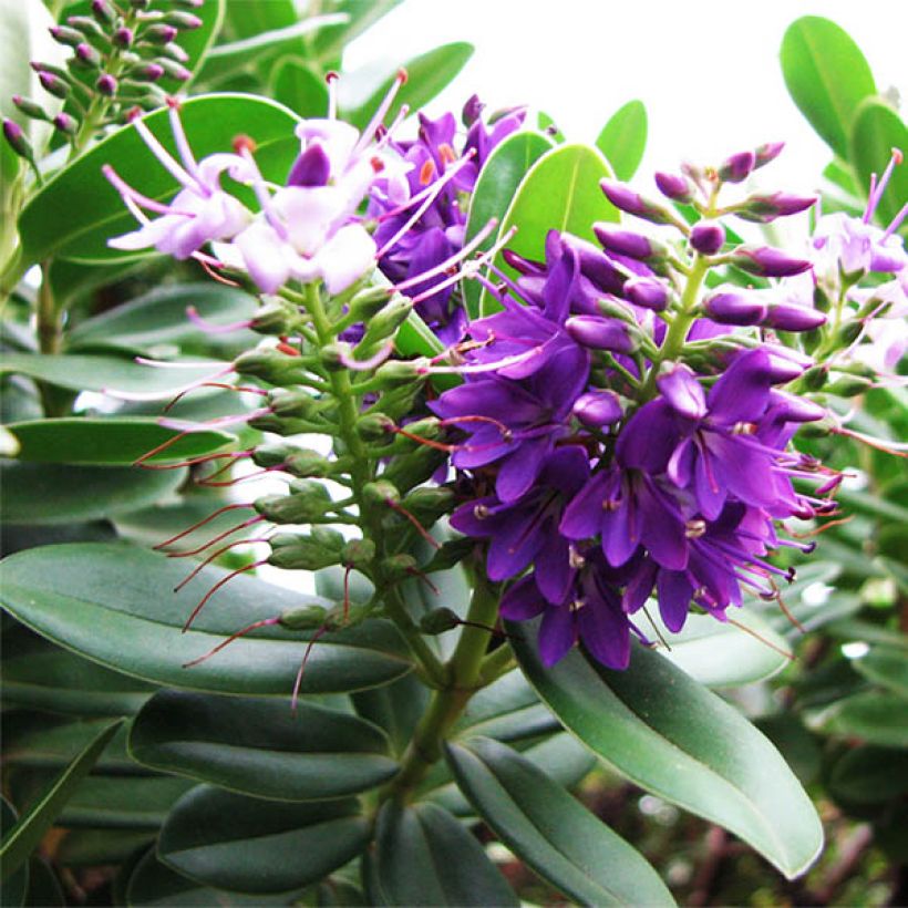 Hebe franciscana Blue Gem (Flowering)