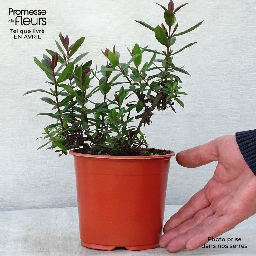 Hebe franciscana Blue Gem 1L/1.5L pot sample as delivered in spring