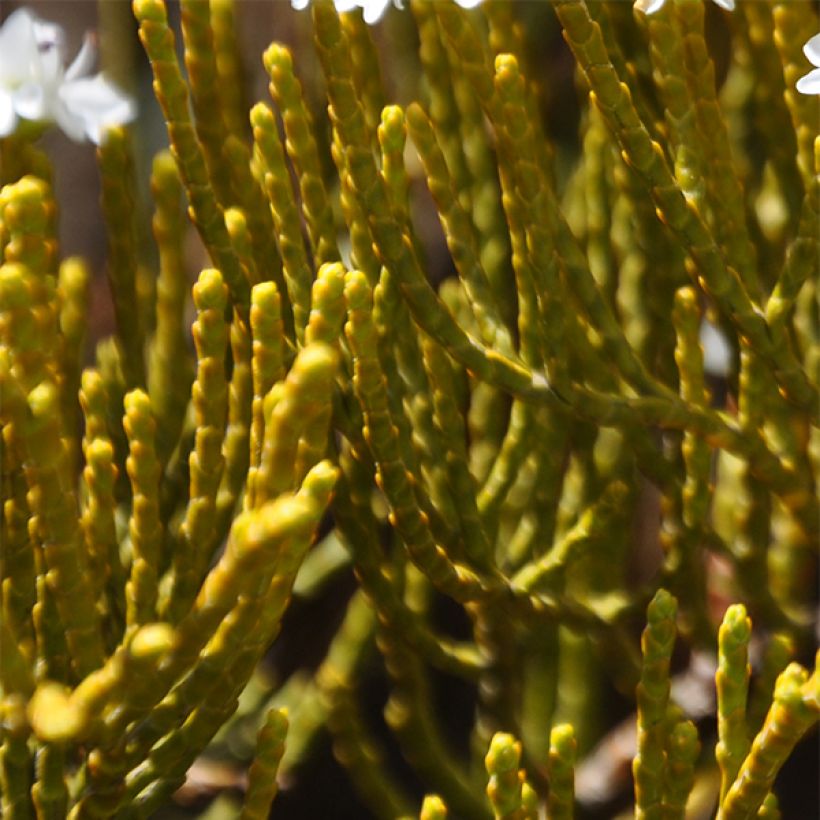 Hebe ochracea (Foliage)