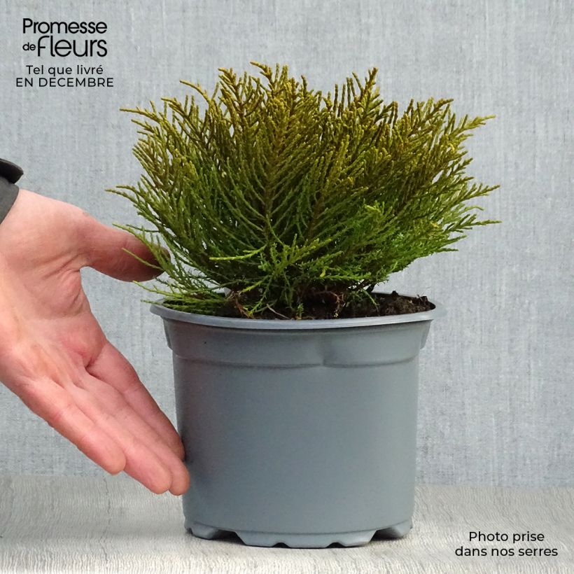 Hebe ochracea 1.5L/2L pot sample as delivered in winter