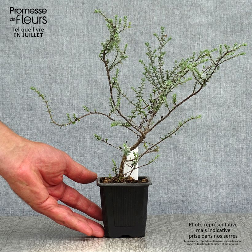 Hebe pimeleoides Quicksilver 8/9 cm pot sample as delivered in summer