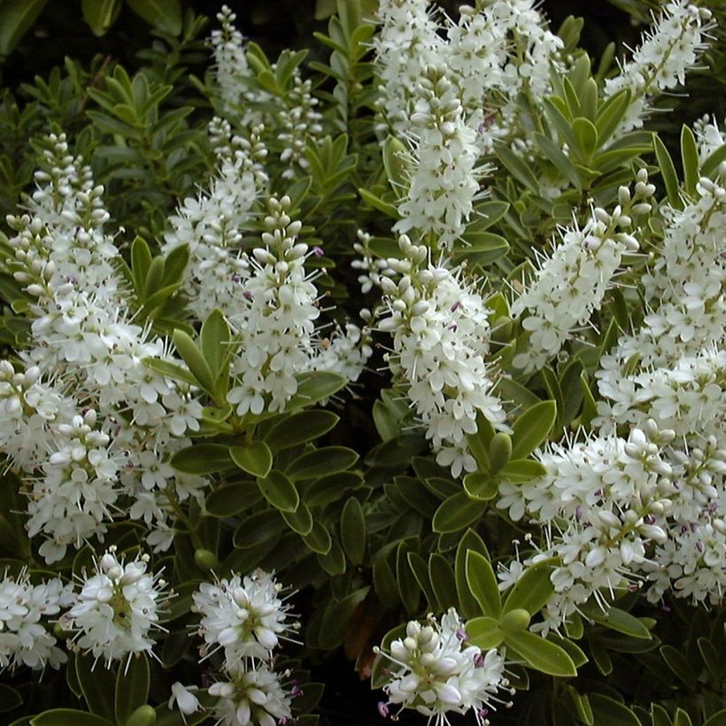 Hebe rakaiensis - Shrubby Veronica (Flowering)