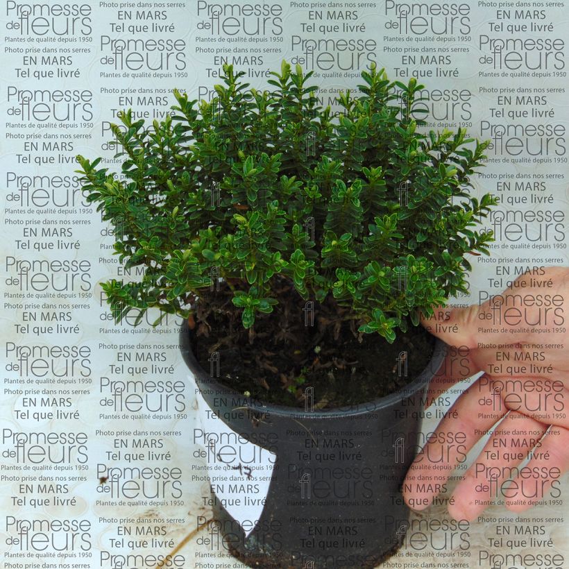 Example of Hebe vernicosa - Shrubby Veronica 1L/1.5L pot specimen as delivered