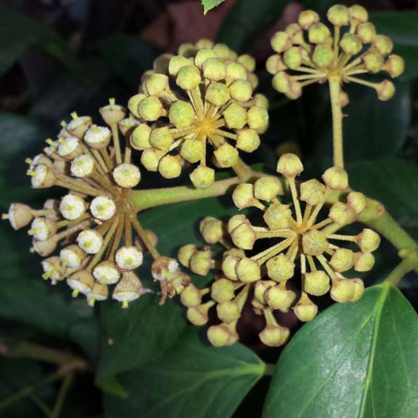 Hedera colchica - Persian Ivy (Flowering)